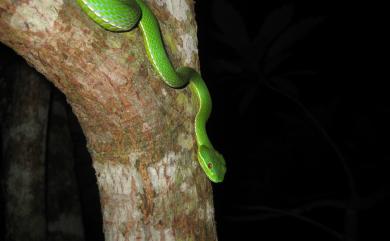 Trimeresurus stejnegeri Schmidt, 1925 赤尾青竹絲