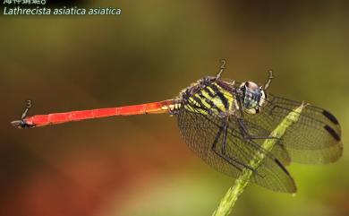 Lathrecista asiatica asiatica (Frbricius, 1798) 海神蜻蜓