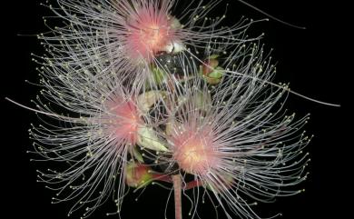 Barringtonia racemosa (L.) Spreng. 水茄冬