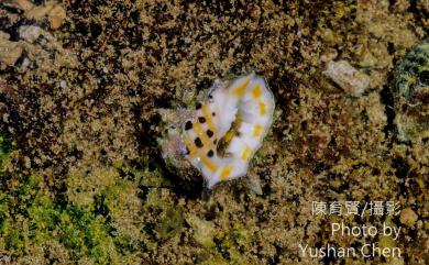 Drupa ricina ricina (Linnaeus, 1758) 黃齒岩螺