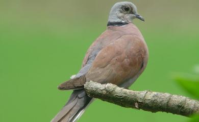 Streptopelia tranquebarica humilis (Temminck, 1824) 紅鳩