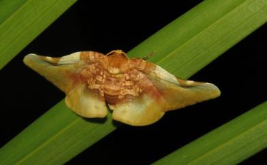 Pyrinioides sinuosa (Warren, 1896) 金盞網蛾