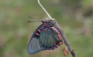 Euthalia irrubescens fulguralis (Matsumura, 1909) 紅玉翠蛺蝶