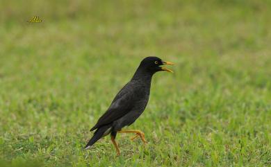 Acridotheres javanicus Cabanis, 1851 白尾八哥