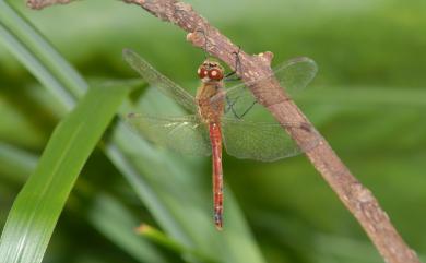 Sympetrum depressiusculum (Selys, 1841) 秋紅蜻蜓