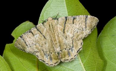 Lophophelma iterans onerosus (Inoue, 1970) 明線垂耳尺蛾