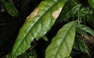 Capparis acutifolia Wight 銳葉山柑