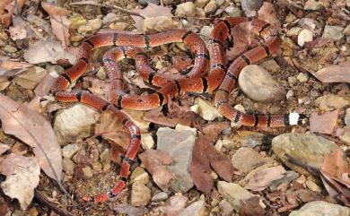 Sinomicrurus swinhoei (Van Denburgh, 1912) 環紋赤蛇