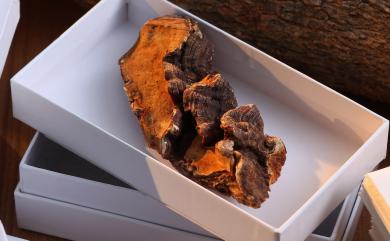 Taiwanofungus camphoratus (M.Zang & C.H.Su) Sheng H.Wu, Z.H.Yu, Y.C.Dai & C.H.Su 樟芝