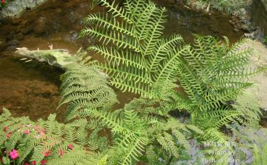 Pteris wallichiana C.Agardh 瓦氏鳳尾蕨