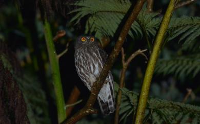 Ninox japonica (Temminck & Schlegel, 1845) 褐鷹鴞