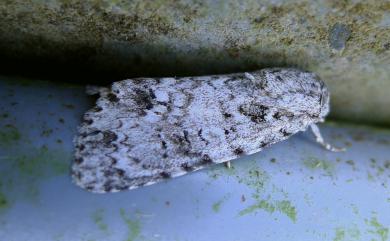 Acronicta pruinosa Guenée, 1852 胡頹子劍紋夜蛾