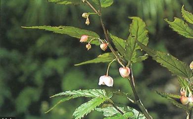 Begonia taiwaniana 臺灣秋海棠