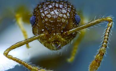 Pristomyrmex punctatus Smith, 1860 堅硬雙針家蟻