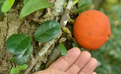 Ficus punctata 大果藤榕