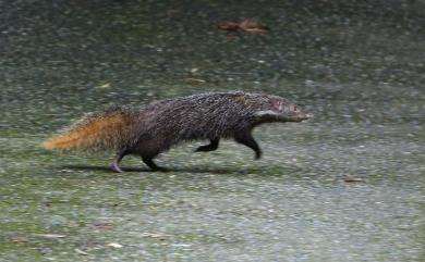 Urva urva formosana (Bechthold, 1936) 食蟹獴