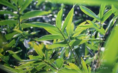 Dendrocalamus latiflorus Munro 麻竹