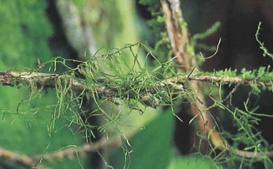 Barbella flagellifera 鞭枝懸苔
