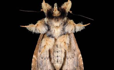 Callopistria phaeogona (Hampson, 1908) 暗角散紋夜蛾