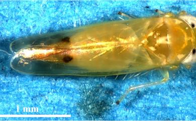 Amrasca biguttula (Ishida, 1913) 小綠葉蟬