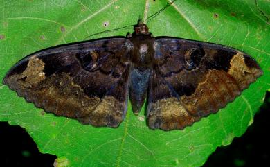 Erebus caprimulgus (Fabricius, 1781) 異目裳蛾