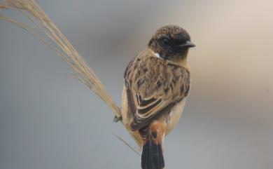 Saxicola stejnegeri (Parrot, 1908) 黑喉鴝