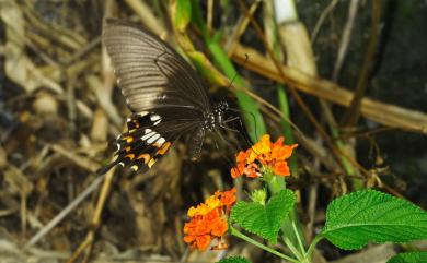 Papilio polytes polytes Linnaeus, 1758 玉帶鳳蝶