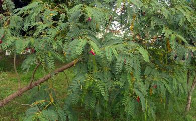 Sesbania grandiflora (L.) Poir. 大花田菁