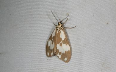 Nyctemera carissima formosana (Swinhoe, 1908)