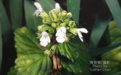 Leucas chinensis 白花草