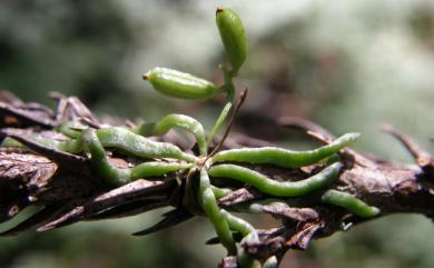 Taeniophyllum glandulosum 蜘蛛蘭