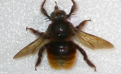 Xylocopa bomboides Smith, 1879 臺灣絨木蜂