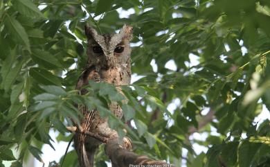 Otus lettia glabripes (Swinhoe, 1870) 領角鴞(台灣亞種)