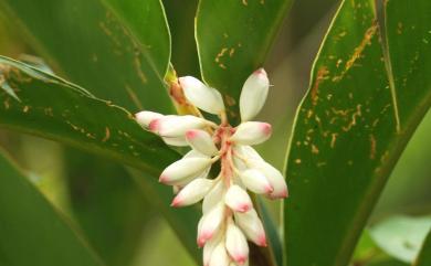 Alpinia zerumbet (Pers.) B.L.Burtt & R.M.Sm. 月桃