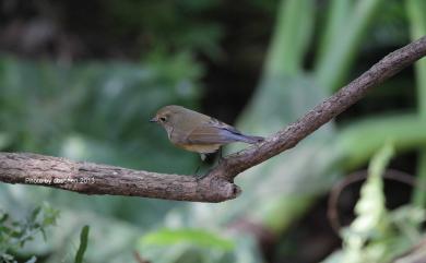 Tarsiger cyanurus (Pallas, 1773) 藍尾鴝