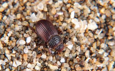 Rakovicius subopacus (Nomura, 1973) 淡黑拉科維茨沙蜉金龜
