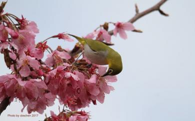 Zosterops japonicus Temminck & Schlegel, 1847 日菲繡眼