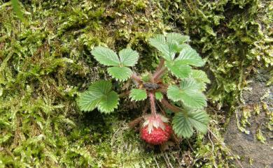 Fragaria hayatae 臺灣草莓