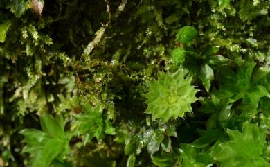 Rhodobryum giganteum (Schwaegr.) Paris, 1898 暖地大葉苔