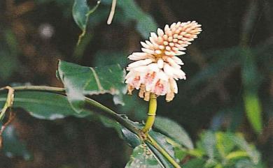 Alpinia shimadae Hayata 島田氏月桃