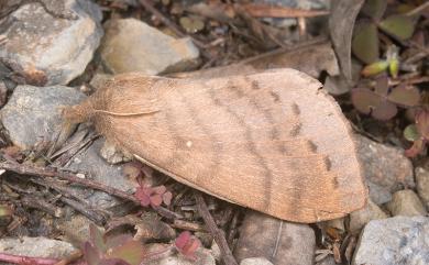 Dendrolimus punctatus (Walker, 1855) 馬尾松枯葉蛾