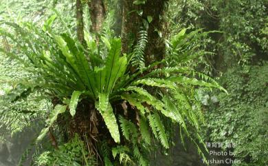 Asplenium setoi 東洋山蘇花