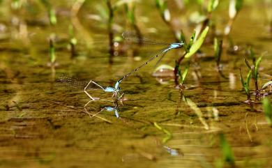 Aciagrion migratum (Selys, 1876) 針尾細蟌