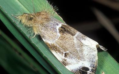 Pida decolorata maculosa (Matsumura, 1911)