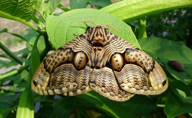 Brahmaea wallichii insulata Inoue, 1984 枯球籮紋蛾