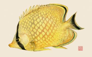 Chaetodon rafflesii Anonymous [Bennett], 1830 雷氏蝴蝶魚