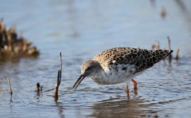 Calidris pugnax (Linnaeus, 1758) 流蘇鷸