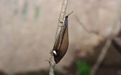 Ascalaphidae 長角蛉科
