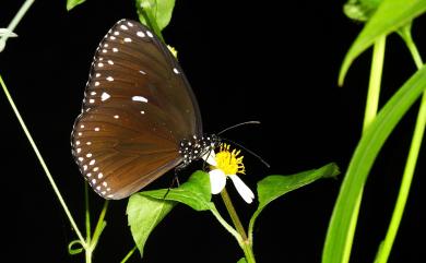 Euploea eunice hobsoni (Butler, 1877) 圓翅紫斑蝶