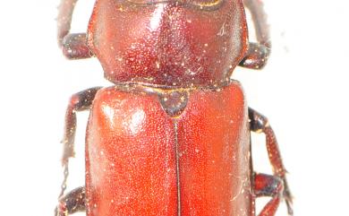 Prismognathus piluensis Sakaino, 1992 碧綠鬼鍬形蟲